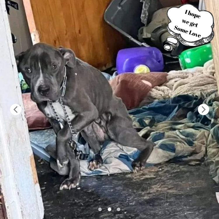 Heartbreaking Gaze: Our Poor Black Dog in Chains