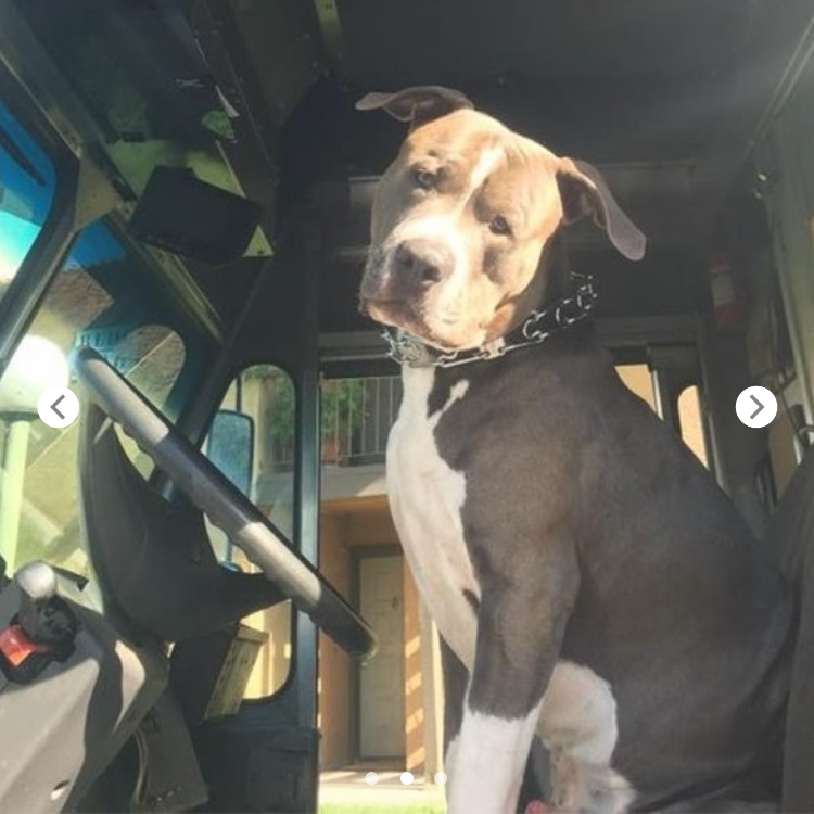 A UPS driver who forms a bond with a Pit Bull while on his delivery route adopts him after the owner dies, providing a loving home for the dog