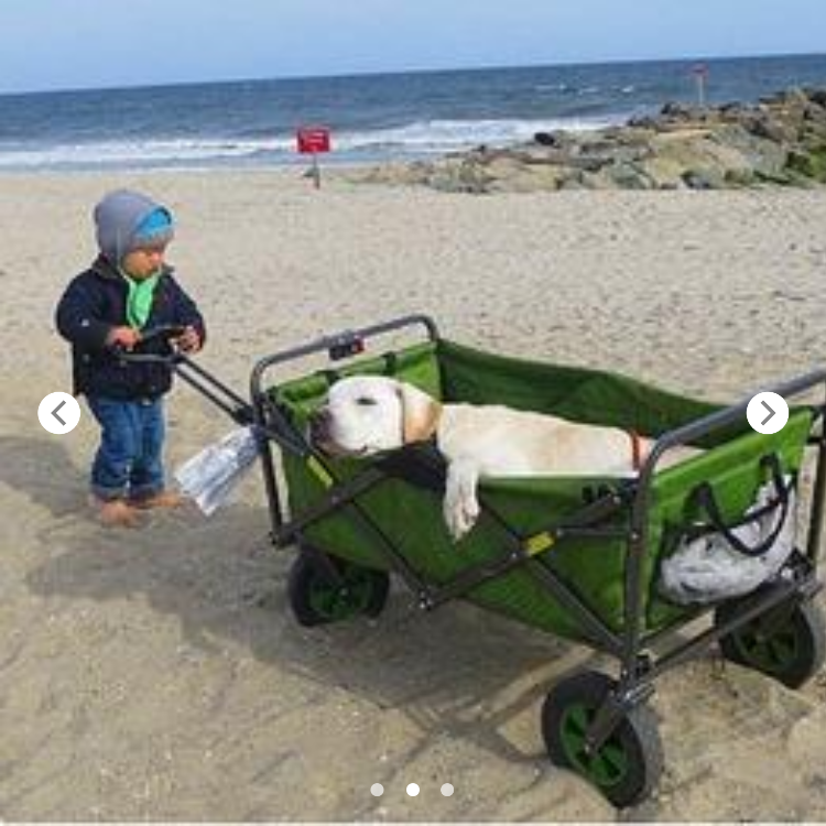 Boy Takes His Fur Friend On A Tour Around The World Before He Has To Say His Final Goodbye