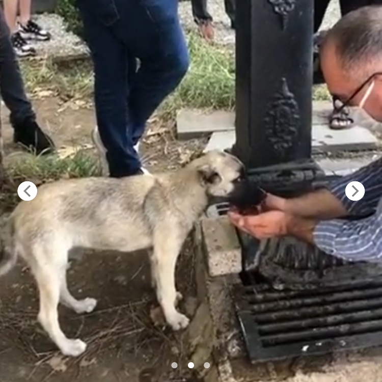 Man collected water from a tap with his hands to give a stray dog ​​a drink. He quenched her thirst