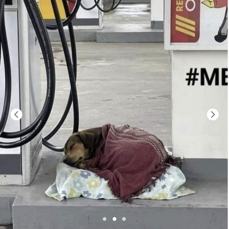 A gas station attendant selflessly helped a stray dog by providing a warm blanket, creating a heartwarming scene that touched passing pedestrians