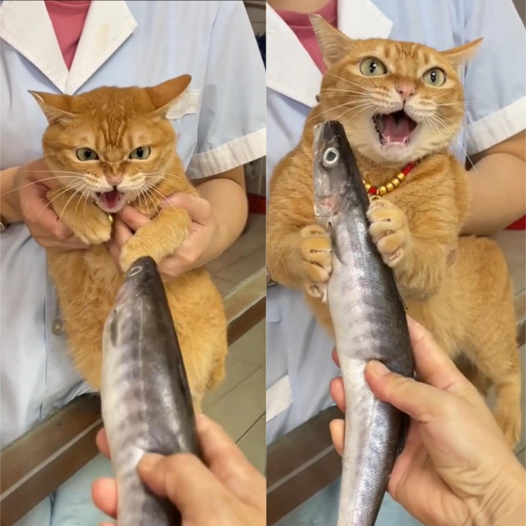 “Orange Cat’s Hilariously Over-the-Top Reaction to a Giant Fish!”