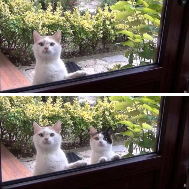 Adorable Window Watchers: Two Kittens Peeking Outside