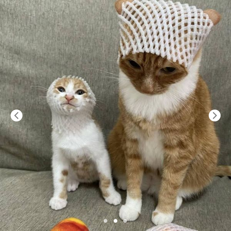 Orange Cat Duo Transforms into Apples with Cute White Fruit Nets!