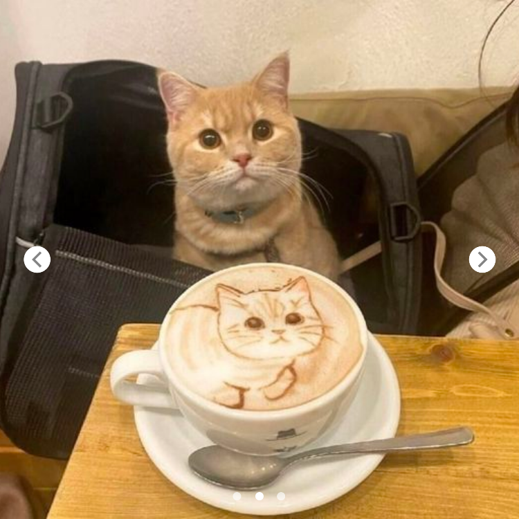 Curious Cat Meets Its Cappuccino Twin!