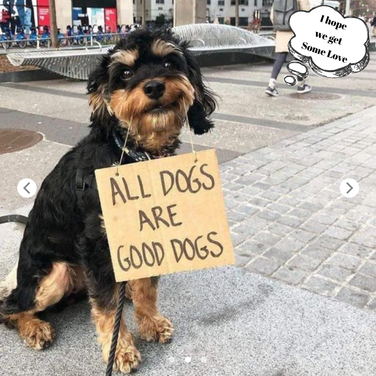 36 Funny Protest Signs From ‘Dog With Sign’ Who Has 174k Followers