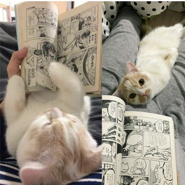 Adorable Kitten Loves Snuggling on Owner’s Lap to Read Comics Together