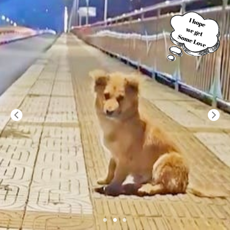 The dog got lost when his owner moved and lived on the bridge, waiting for him to pick him up