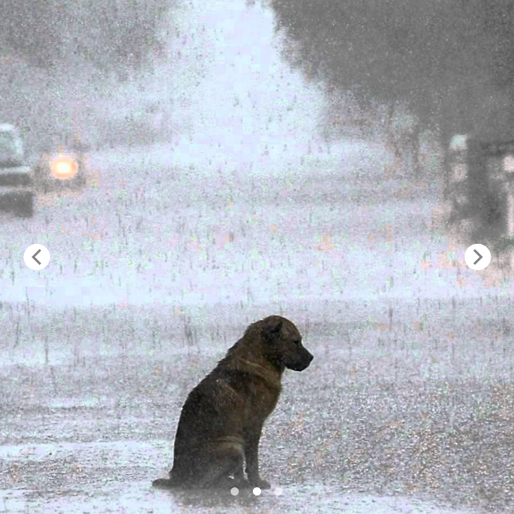 The abandoned dog trembled in the rain until a passing girl performed an unexpected act of kindnesss, earning the admiration of all who saw