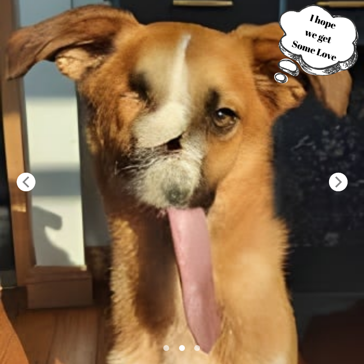 “The Adorably Pitiful Dog with an Extra-Long Tongue!”