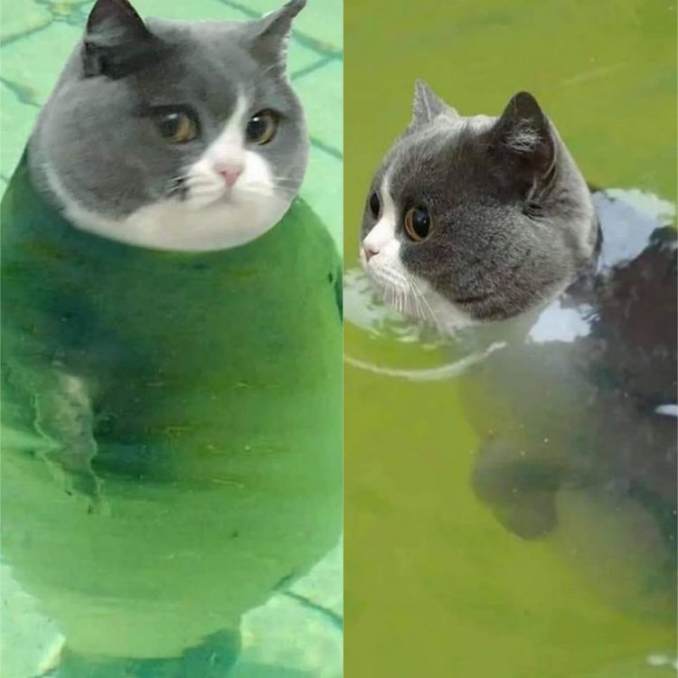 Hilarious Cat-Seal Mashup: The Perfect Blend That Has Everyone Laughing!