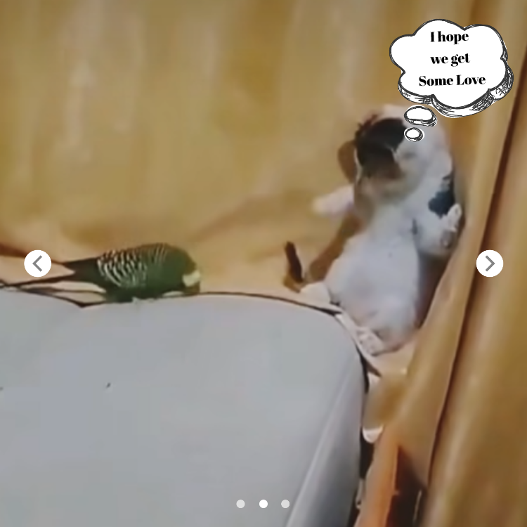 Tiny Kitten Terrified of a Parrot, Bringing Laughter to Everyone! 🐱🦜😂