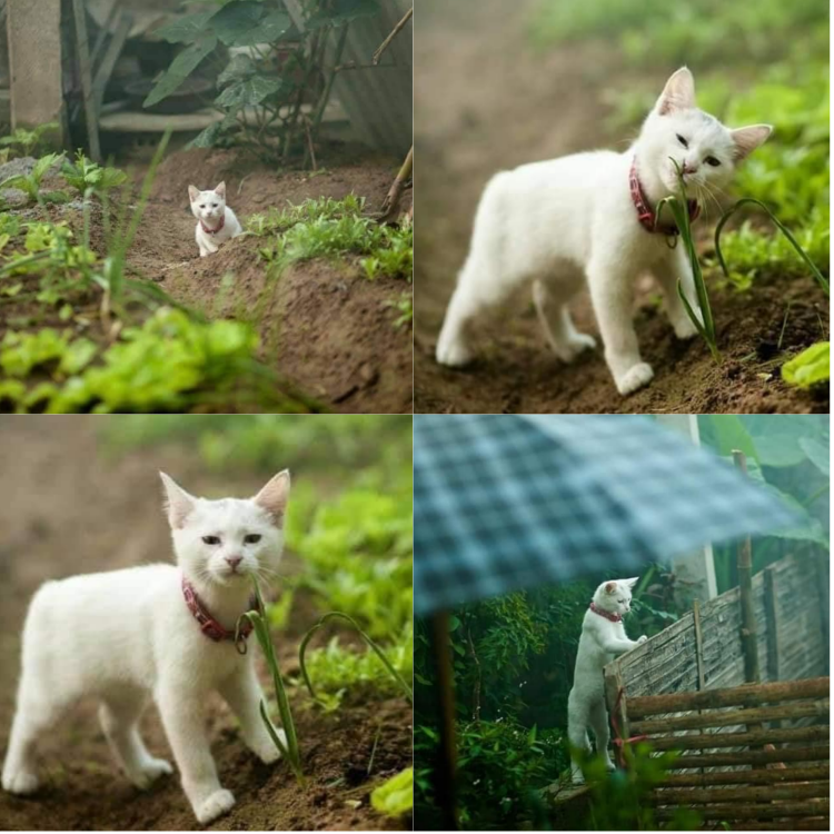 The Sneaky White Cat Caught Stealing Vegetables from the Garden!