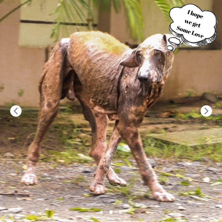 Dog’s Rescue From Severe Skin Disease, Wounds Full Of Maggots, And Hematoma