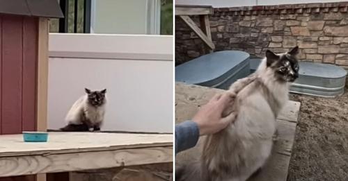 Woman Pets A Lonely Stray Cat After 2 Years Of Trying But Instantly Breaks Down In Tears