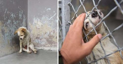 Sad Dog In Shelter Can Barely Lift Her Head To Ask For A Hug