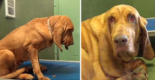 They Dumped Her Because They Didn’t Have Time For Her, Bloodhound Feels Let Down And Depressed At Overcrowded Shelter