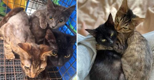 Three Kitten Siblings Find Joy And Comfort After Receiving Care They Truly Deserve