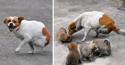 Mother Dog Abandoned by Owner, both Legs Crushed by Train, but Still Tries to Care for 4 Small Pups