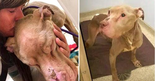 A college student spends the entire night holding a dying sanctuary dog in her arms so that the dog would not pass away alone