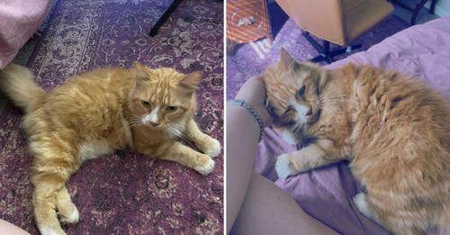 Woman Rescues Senior Cat Left Behind By Her Neighbors After They Moved