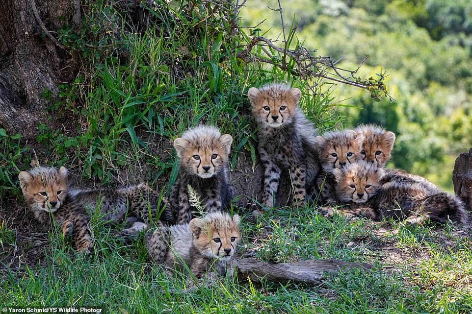 “Roaring Achievement: Cheetah Sets Record with Seven Cubs Born in a Daring Escape from Lioness”