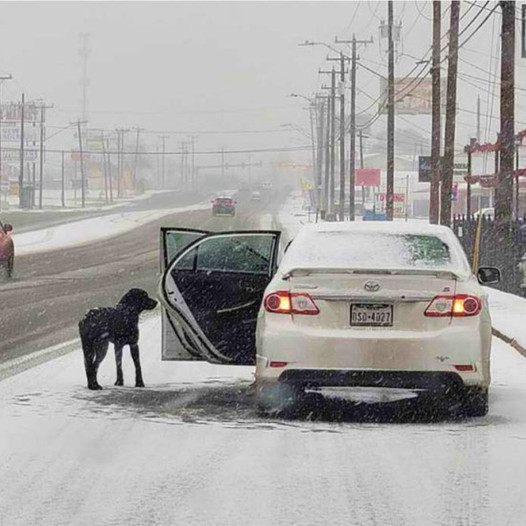 Woman Rescues Stranded Dog on Snow-Covered Road Thanks to Her Kind Hearts