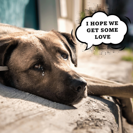 A Heartbroken Dog Sheds Tears on Its Birthday Without Any Wishes