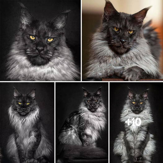 “The Unforgettable Charm of Ꮩivo the maine Coon”