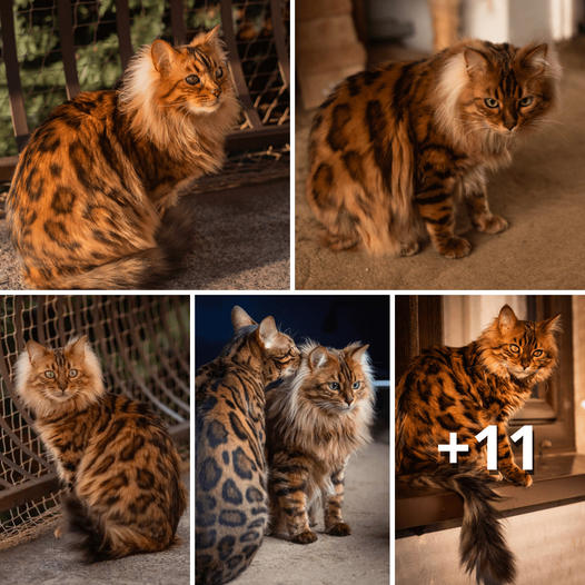 Unveiling the Marvels of Bengal Cat Breeds: A Journey into Elegance and Charm