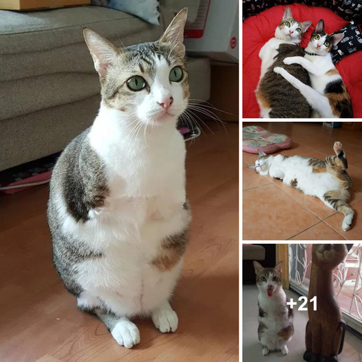 Unstoppable Spirit: The Inspiring Journey of a Two-Legged Cat Living Life to the Fullest