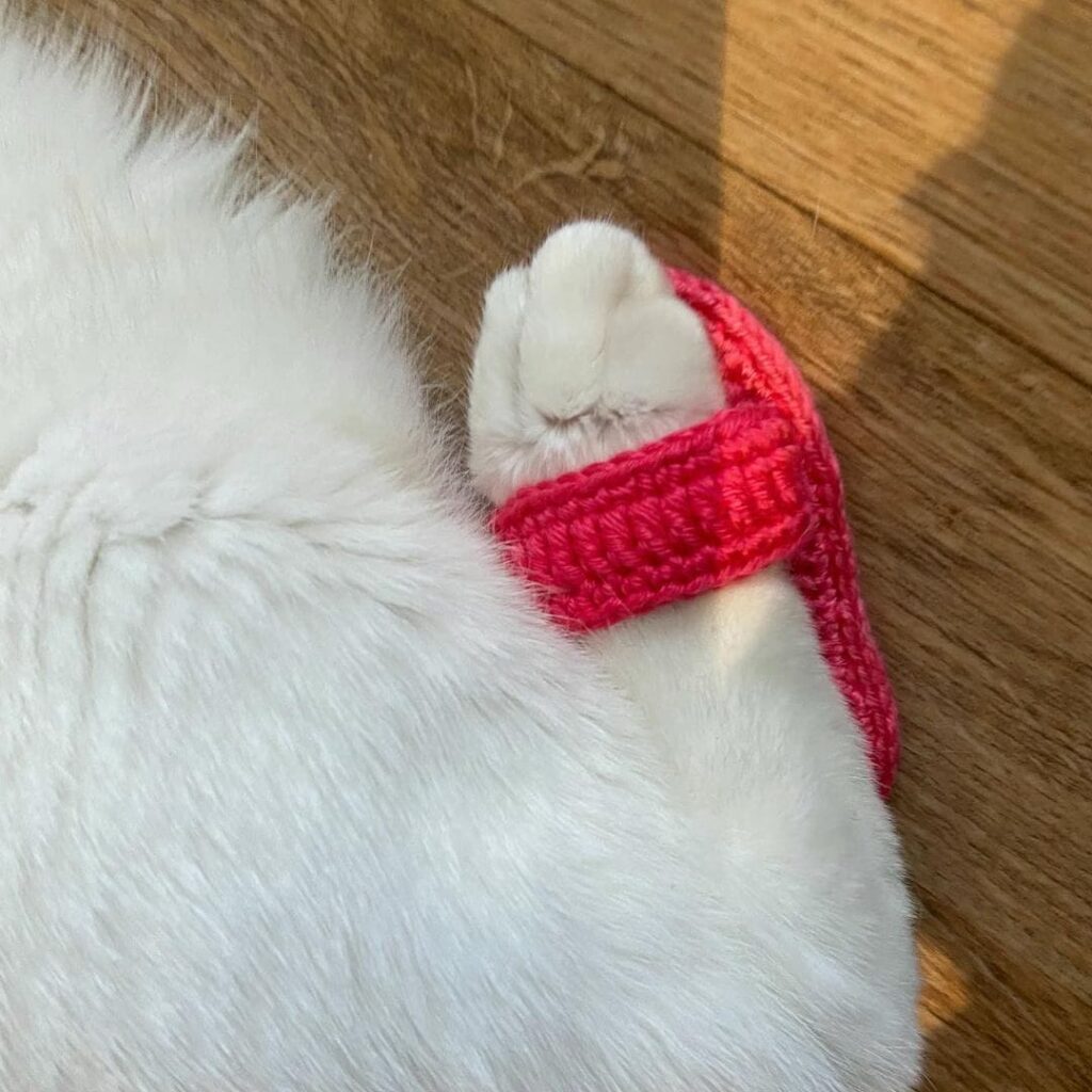 Adorable Cat Shows Off in Mom’s Newly Knitted Slippers