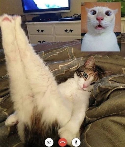 Top 60 Funny, Wacky, Adorable, and Cute Cat Pictures