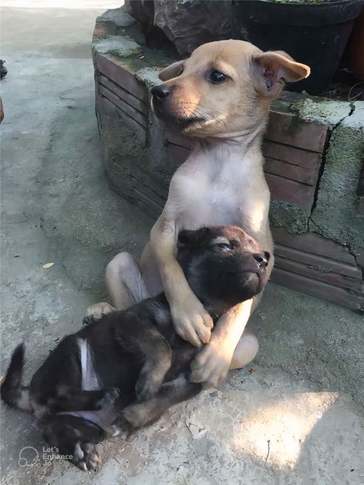 “Two Homeless Puppies Finding Comfort in Each Other”