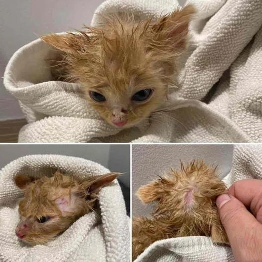 The Tiny miracle: How a Roadside Rescue Kitten Survived with the Love of a Senior Cat