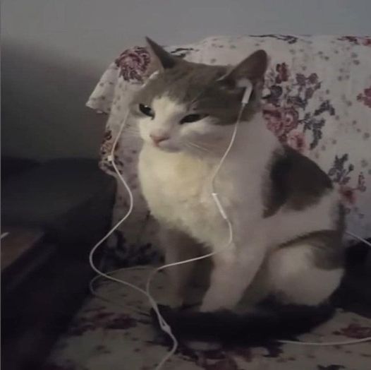 Heartbroken Cat Finds Comfort in Sad Songs