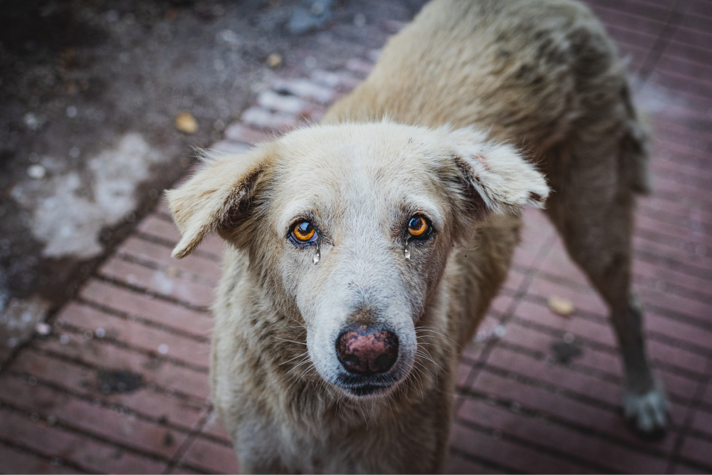 The sight of a dog mourning his deceased owner deeply touched the hearts of millions, leaving many in tears