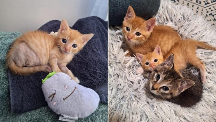 Rescued Kitten Missing A Limb Gets Fortunate Thanks To A Couple Who Didn’t Give Up On Him