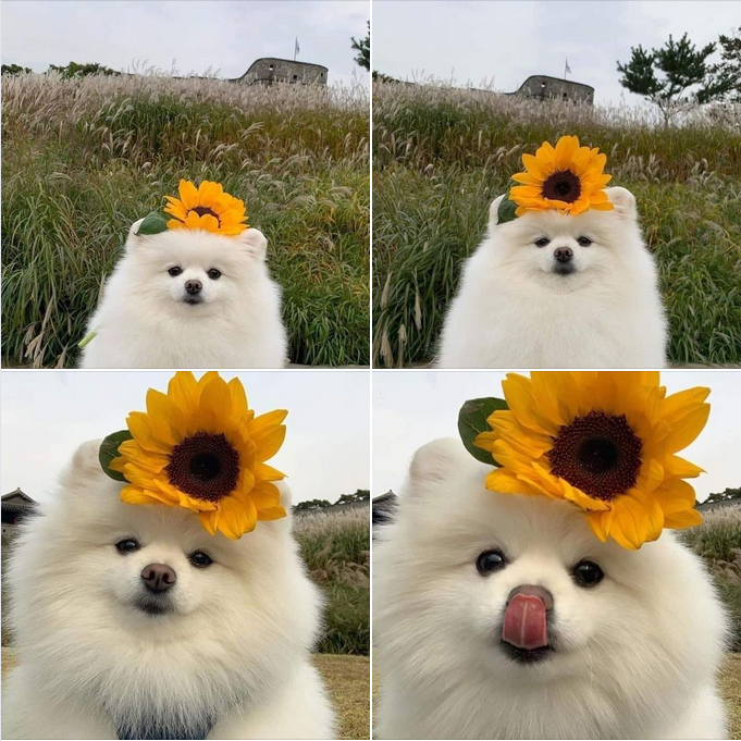 Adorable White Dog Smiles Sweetly with a Sunflower Crown