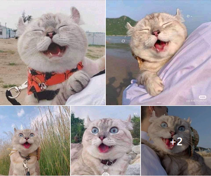 Happy Cat Enjoys a Breezy Ride with Dad