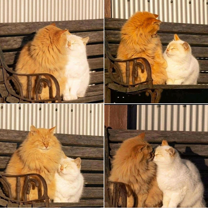 “A Warm Morning with Two Cats Basking in the Sun”