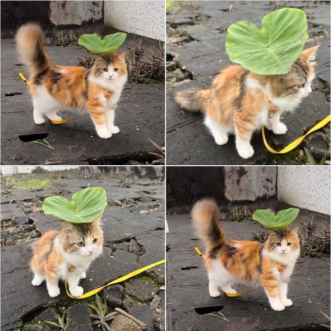 “The Adorable Cat with a Lotus Leaf Umbrella”