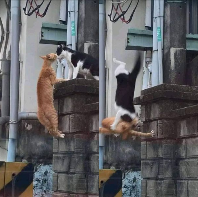 A Not-So-Friendly Meeting: Cats in Mid-Air Action