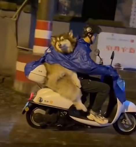 “Curious Husky Enjoys a Rainy Adventure!”