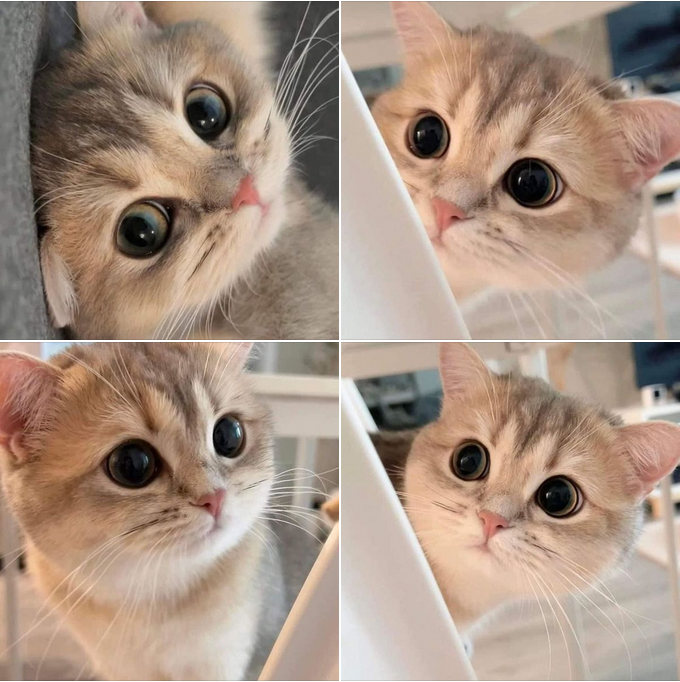 “The Adorable Cat with Sparkling Big Eyes”