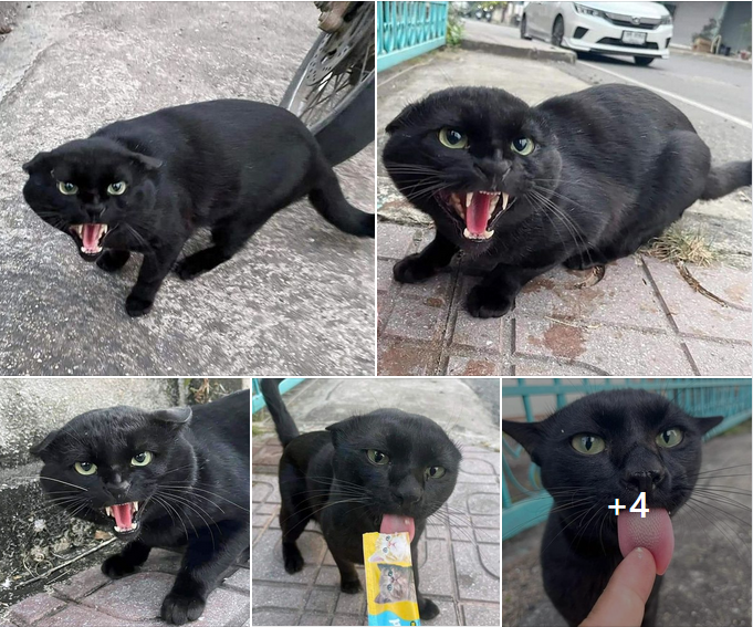 “The Fierce Black Cat: A Guardian of Snacks”