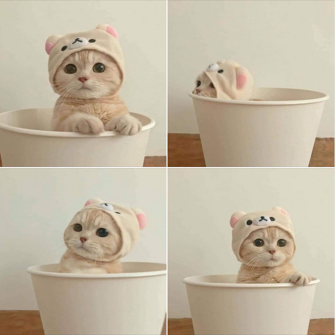 “The Tiny Cat in a Cup: Peeking Out with Adorable Curiosity”