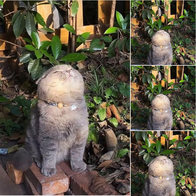 Proud Cat Shows Off New Collar Under the Glowing Sun