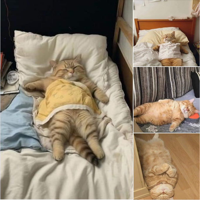 “The Orange Cat Who Can Sleep Anytime, Anywhere!”