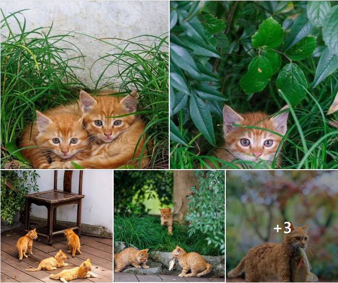 “Adorable Orange Cat Family Brings Joy to Backyard”